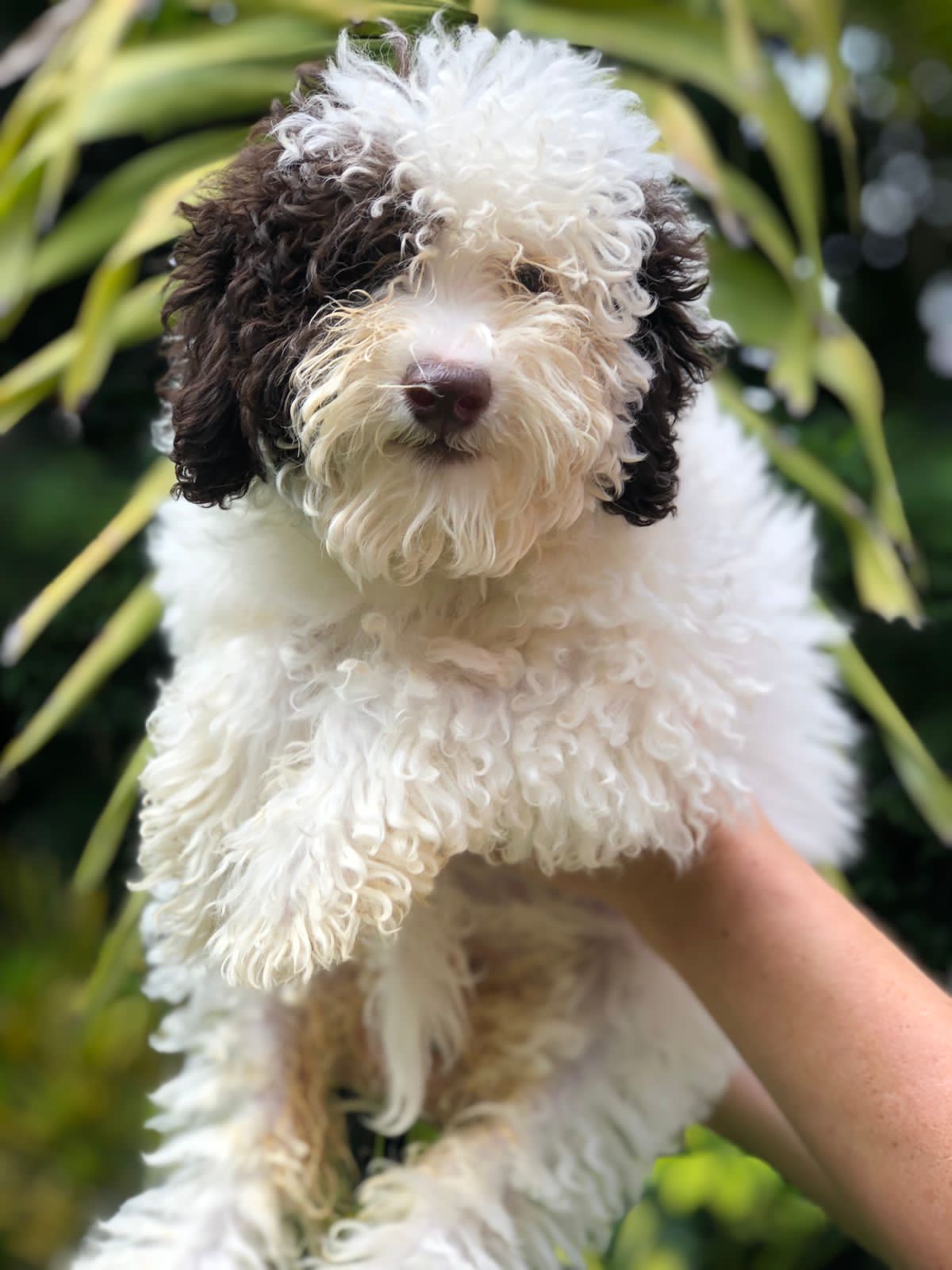 thegoldendoodlehouse