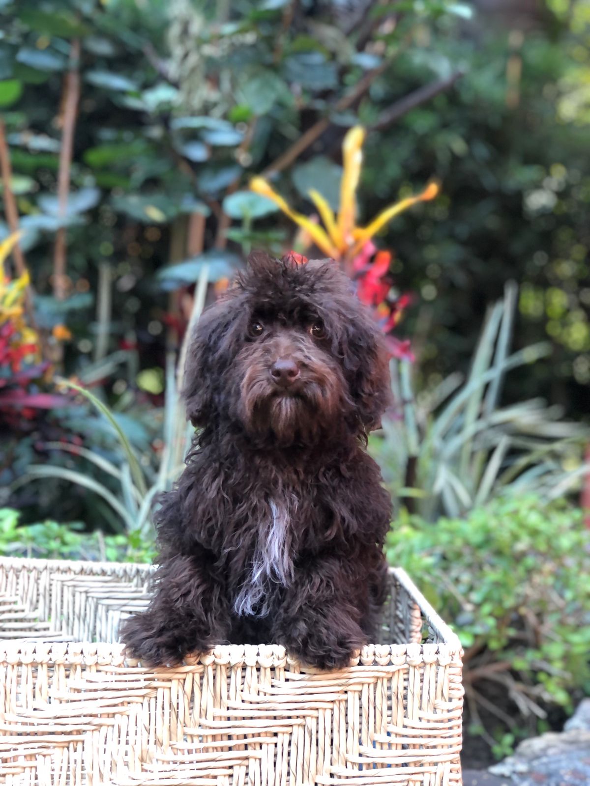 thegoldendoodlehouse