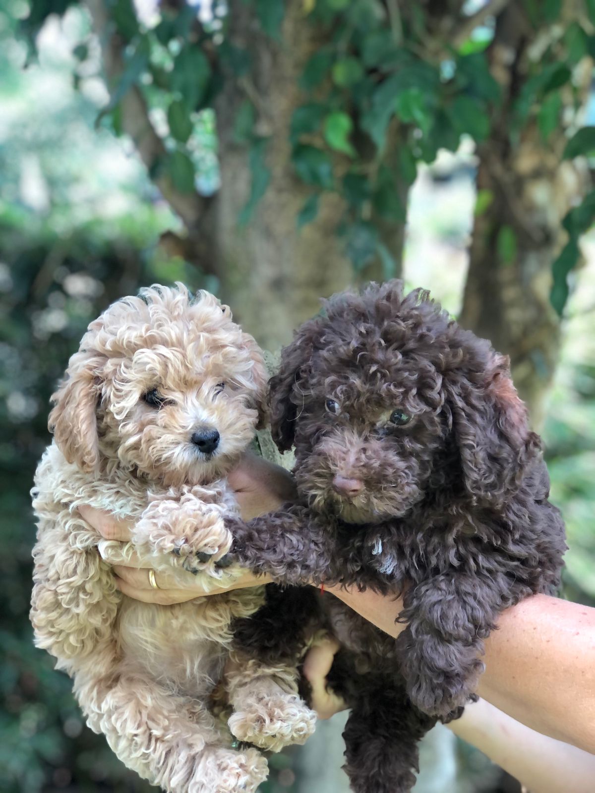 thegoldendoodlehouse