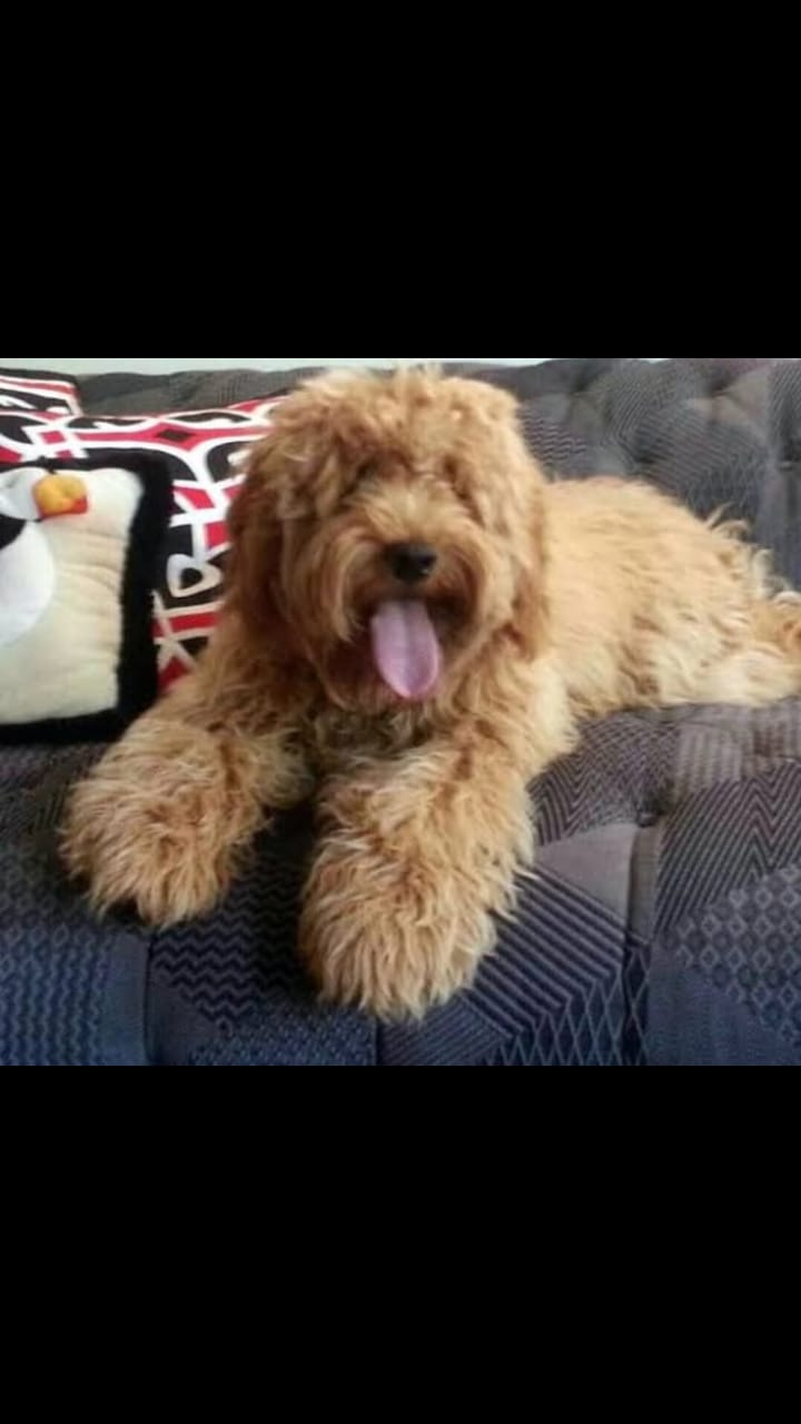 thegoldendoodlehouse