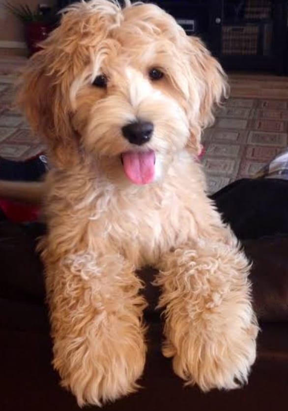 thegoldendoodlehouse