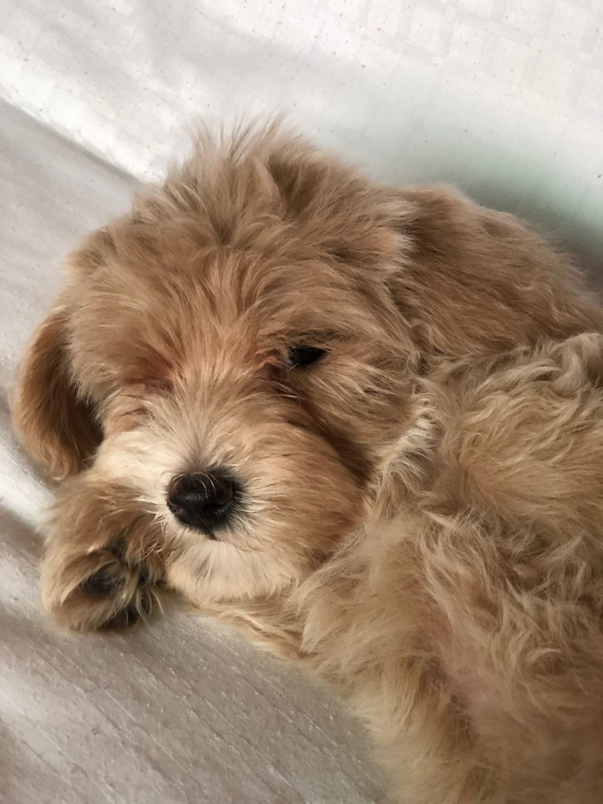 thegoldendoodlehouse